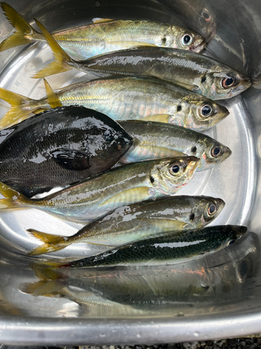 アジの釣果