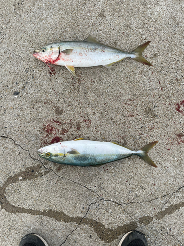 ヤズの釣果