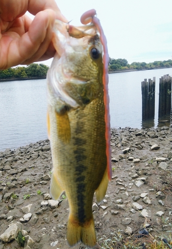 ラージマウスバスの釣果