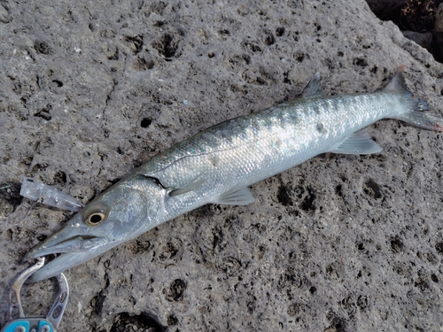 オニカマスの釣果