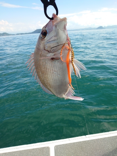 タイの釣果