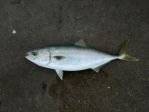 ハマチの釣果