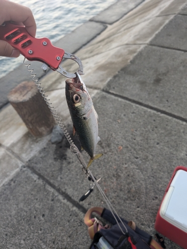 サバの釣果