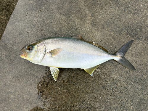 ショゴの釣果