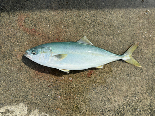 ハマチの釣果