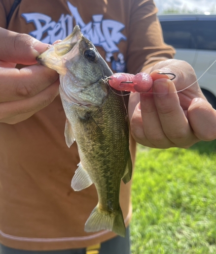 ブラックバスの釣果