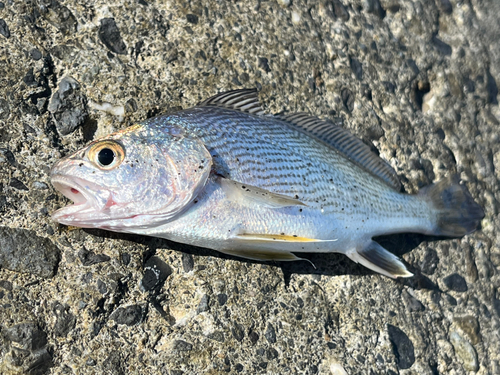 イシモチの釣果