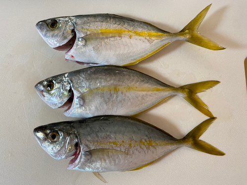 シマアジの釣果