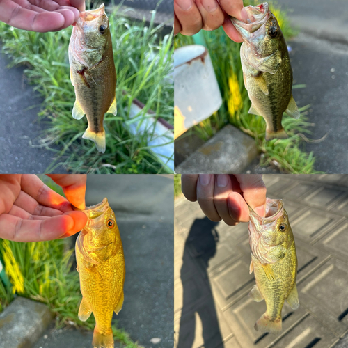 ブラックバスの釣果