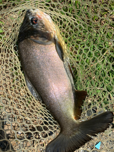 コロソマの釣果