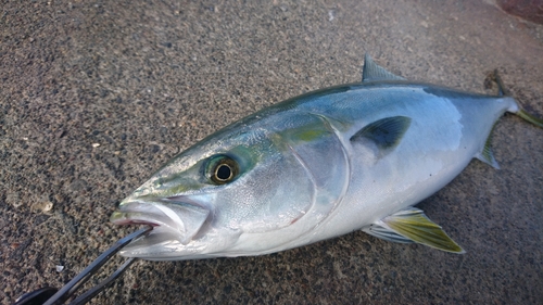 フクラギの釣果