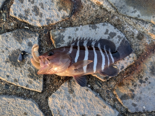 マハタの釣果