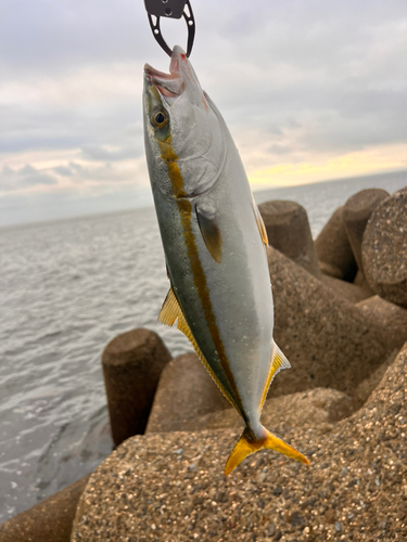 ハマチの釣果