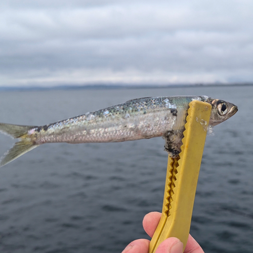 ウルメイワシの釣果