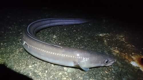 アナゴの釣果