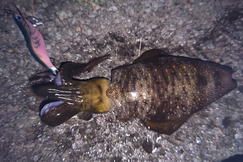 アオリイカの釣果