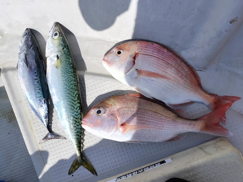 タイの釣果