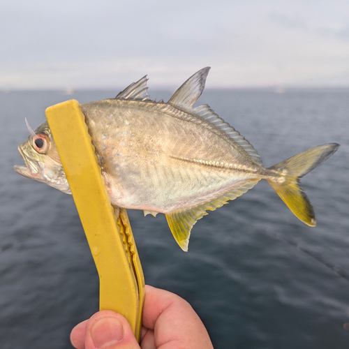 メッキの釣果