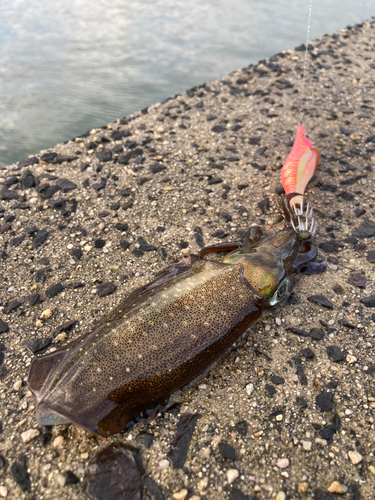 アオリイカの釣果