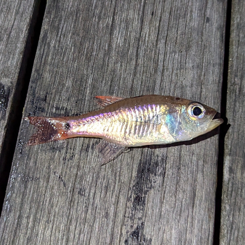 ネンブツダイの釣果