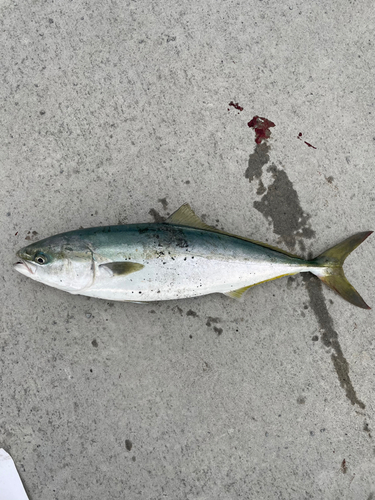 イナダの釣果