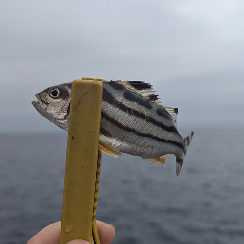 コトヒキの釣果