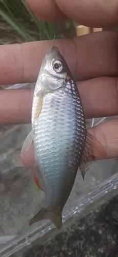 ヤリタナゴの釣果