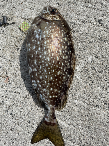 アイゴの釣果