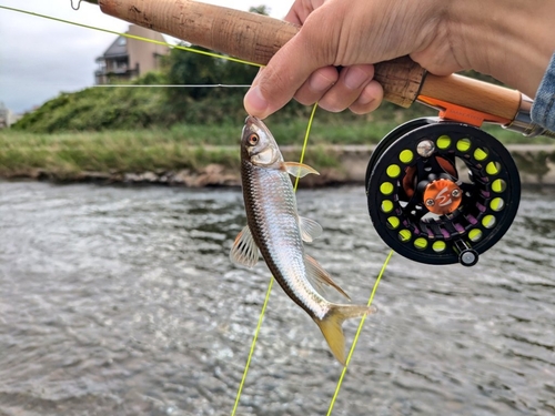 オイカワの釣果