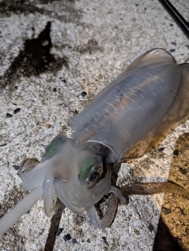 アオリイカの釣果