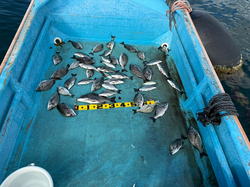 クロダイの釣果