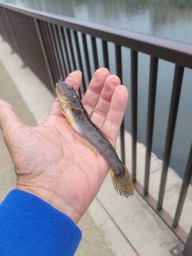 マハゼの釣果