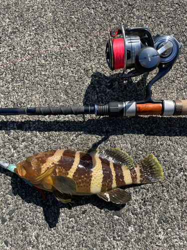 アオハタの釣果