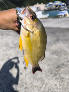 オキフエダイの釣果