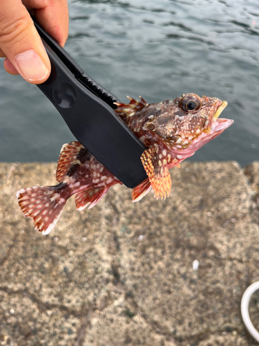 カサゴの釣果