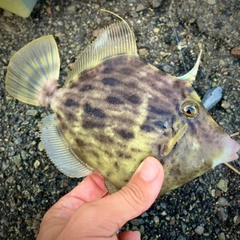 カワハギの釣果