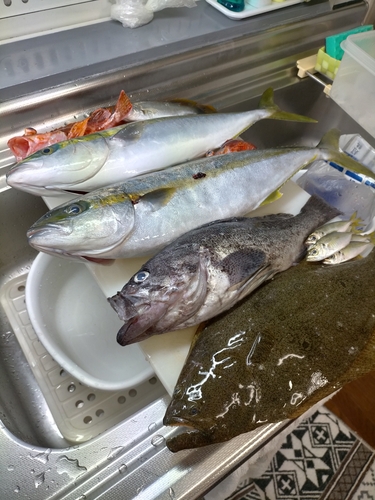 ヒラメの釣果