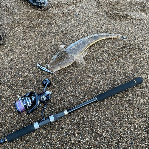 マゴチの釣果