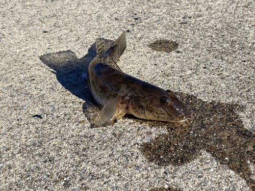 マハゼの釣果