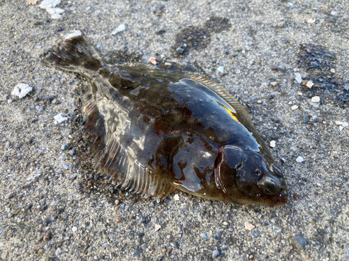 マコガレイの釣果