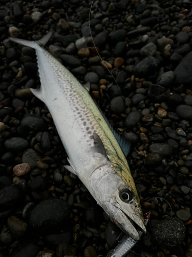 サゴシの釣果