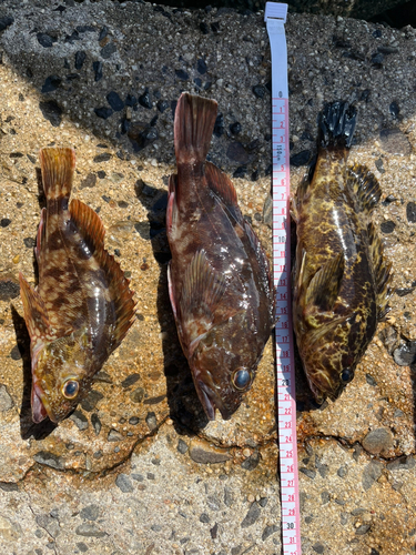 タケノコメバルの釣果