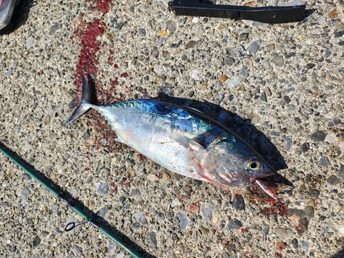 ソウダガツオの釣果