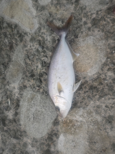 ネリゴの釣果