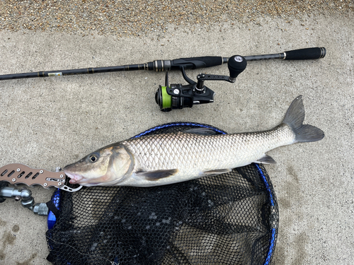 コイの釣果