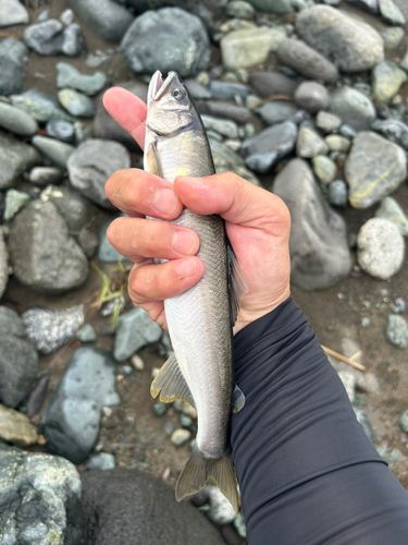 アユの釣果