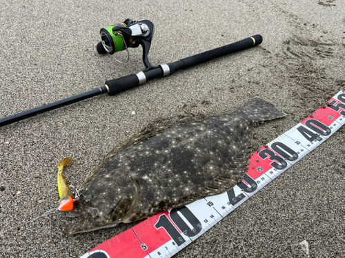 ヒラメの釣果