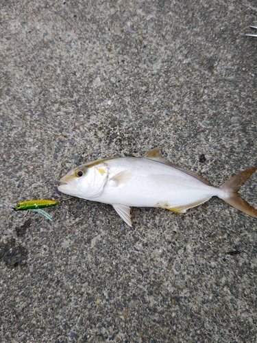 カンパチの釣果