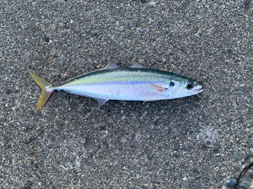 ムロアジの釣果