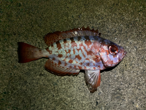 ゴマヒレキントキの釣果